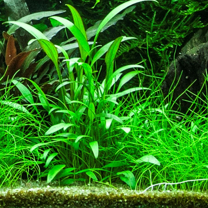 Cryptocoryne x willisii Pot