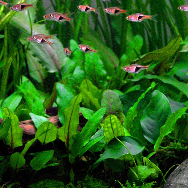 Cryptocoryne Wendtii 'Green' TC