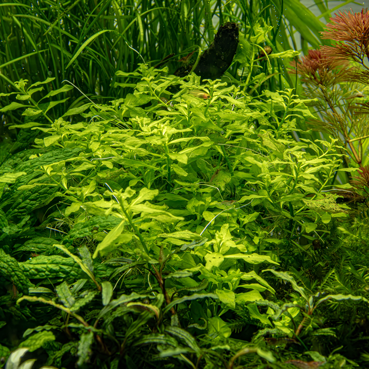 Ludwigia Palustris Green