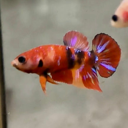 Premium Candy Multicolour Halfmoon Plakat #20