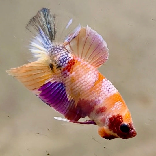 Premium Candy Multicolour Halfmoon Plakat #41