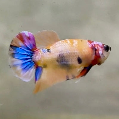 Premium Candy Multicolour Halfmoon Plakat #25