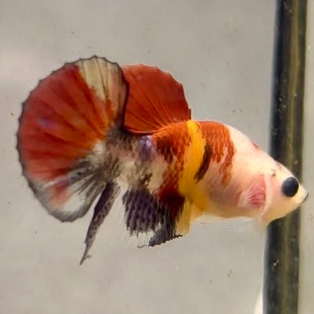 Premium Candy Multicolour Halfmoon Plakat #42