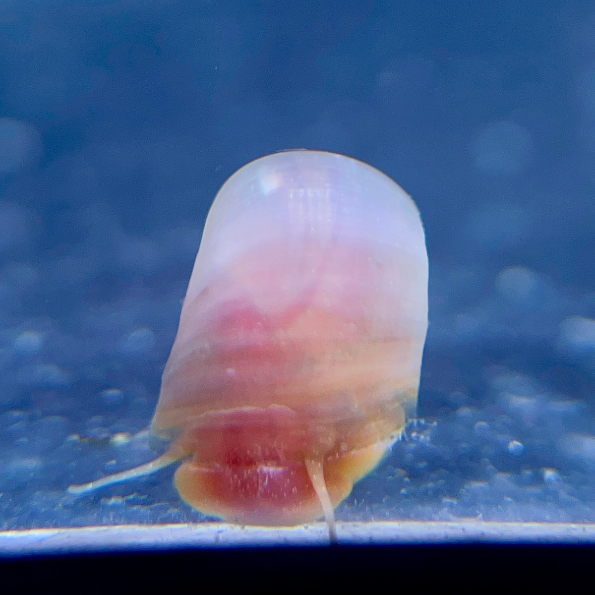 Pink Ramshorn Snails – Vibrant and Charming!
