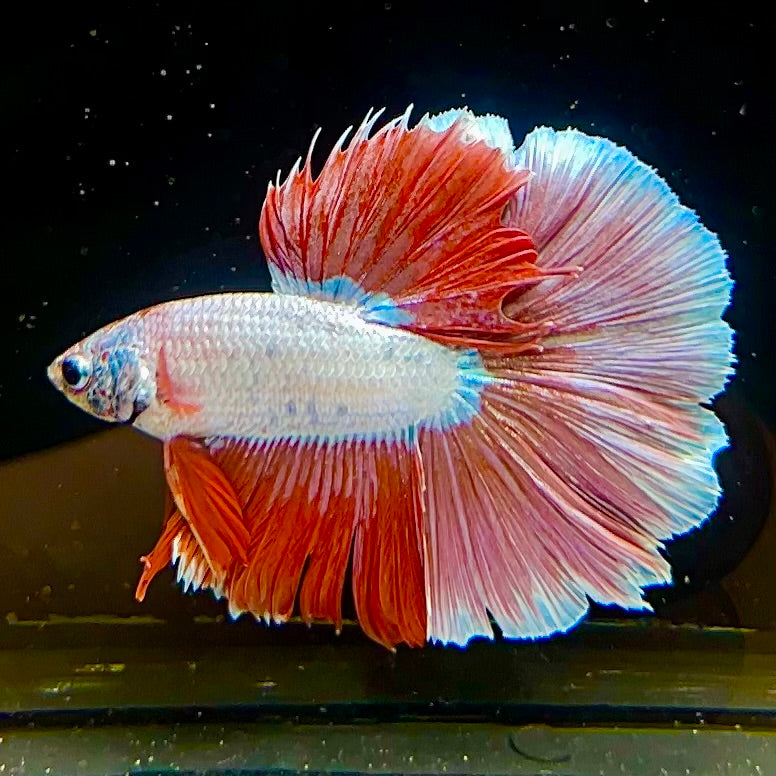 Betta #1 Red Dragon HM - Canada Guppies