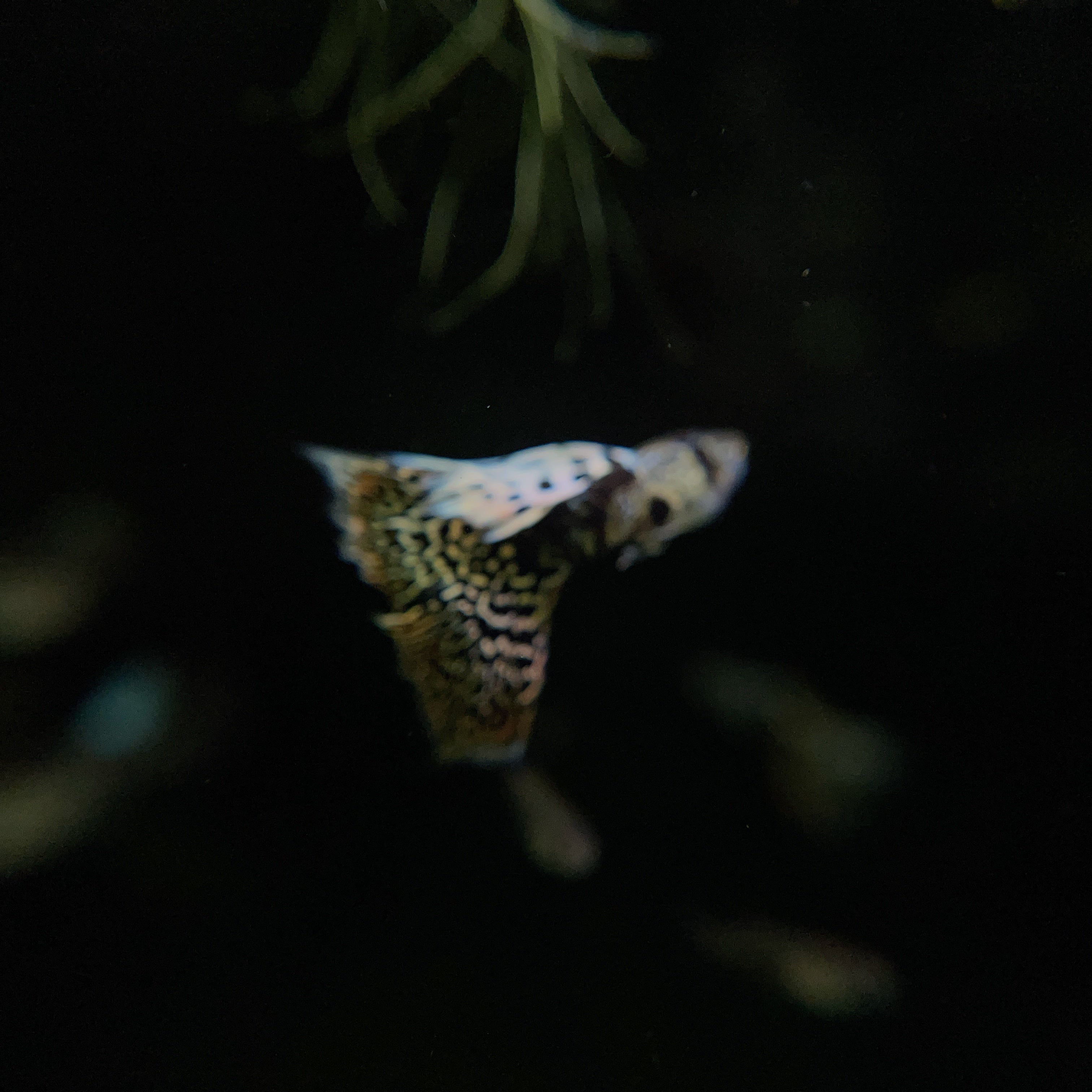 Tiger King Cobra Guppies - Canada Guppies