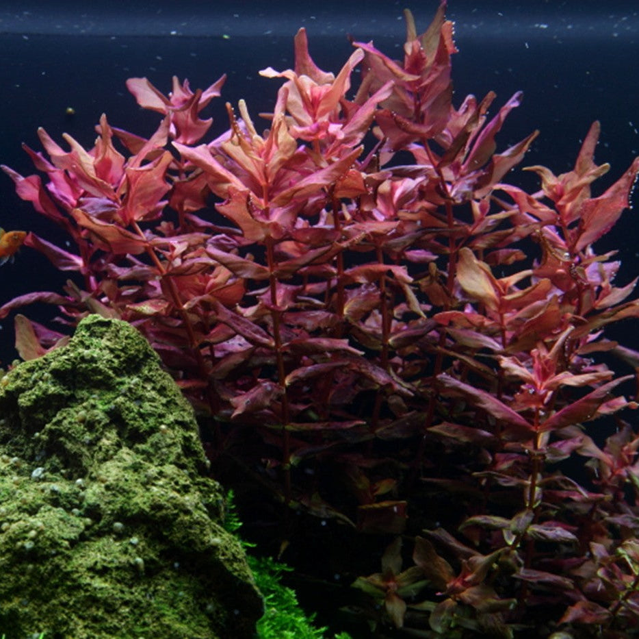 Alternanthera reineckii 'Mini' TC