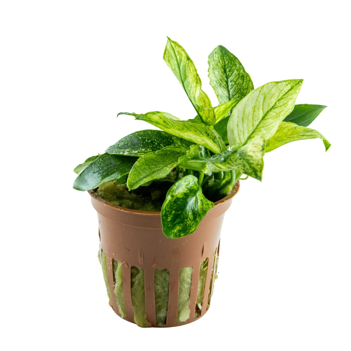 Anubias barteri var. nana ’Pinto’ Pot