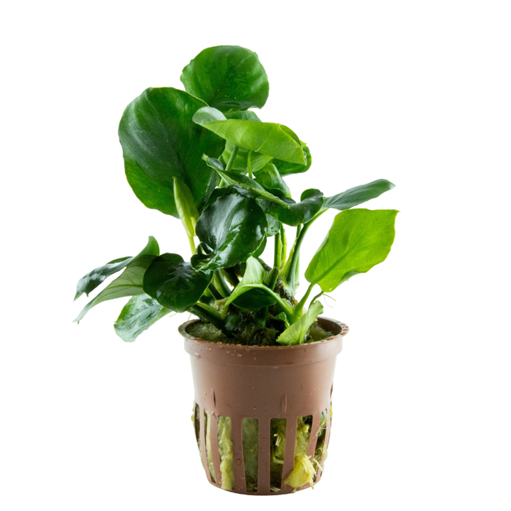 Anubias barteri ’Coin Leaf’ Pot