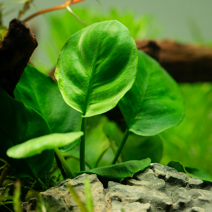 Anubias barteri 'Mini Coin' TC