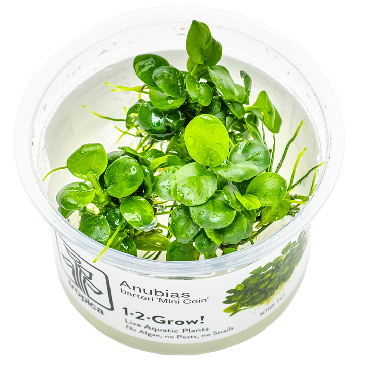 Anubias barteri 'Mini Coin' TC