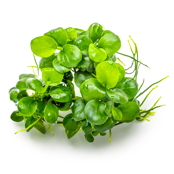 Anubias barteri 'Mini Coin' TC