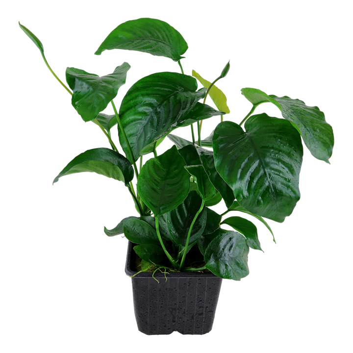 Anubias barteri var. caladiifolia Pot