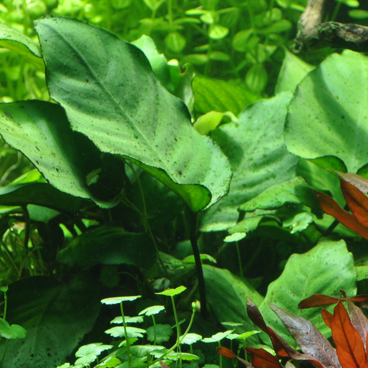 Anubias barteri var. caladiifolia Pot