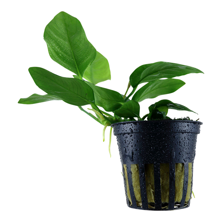 Anubias barteri var. nana Pot