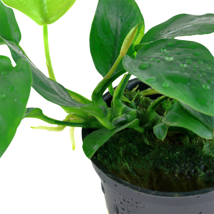 Anubias barteri var. nana Pot
