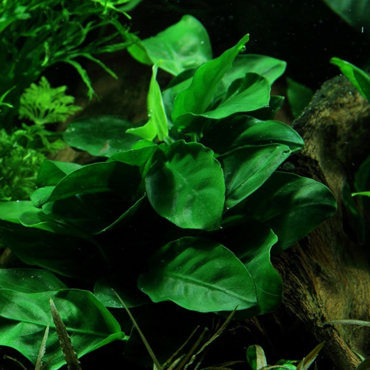 Anubias barteri var. nana Pot