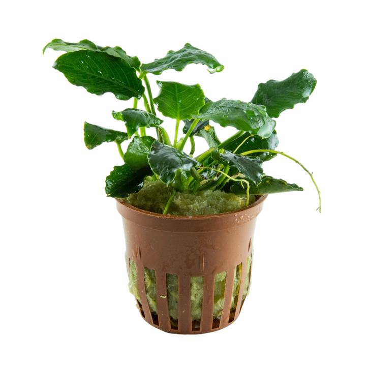 Anubias barteri var. nana ’Kirin’ Pot