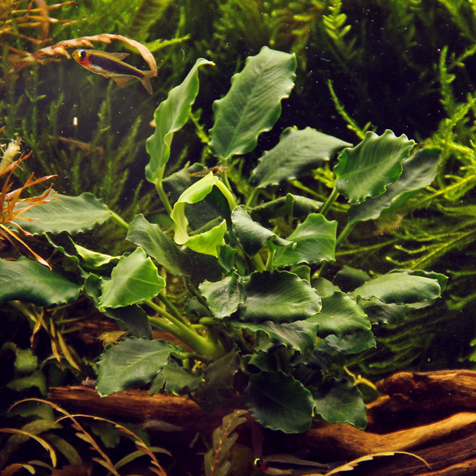Anubias barteri var. nana ’Kirin’ Pot