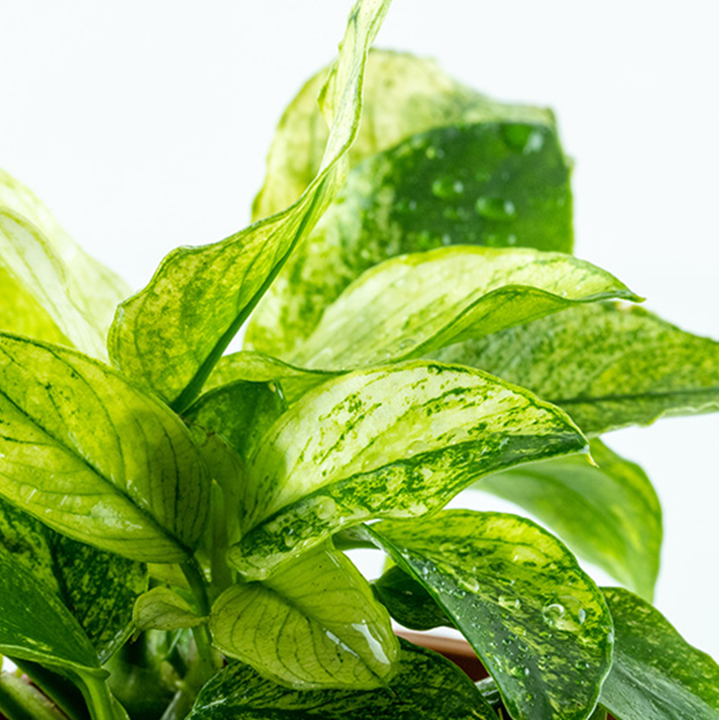 Anubias barteri var. nana ’Pinto’ Pot