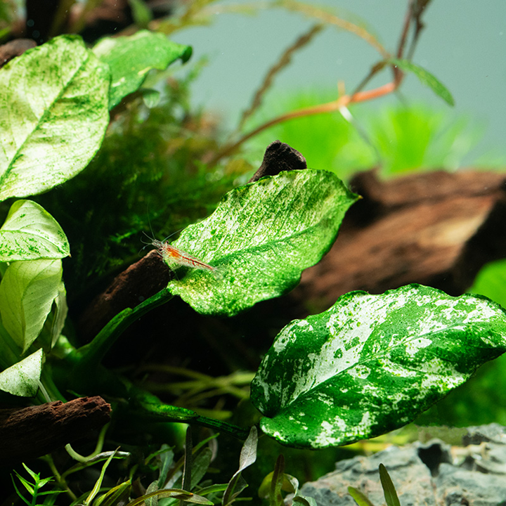 Anubias barteri var. nana ’Pinto’ Pot
