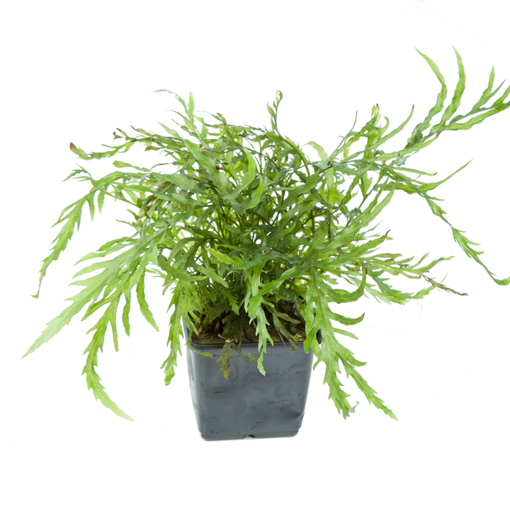 Bolbitis heudelotii Pot