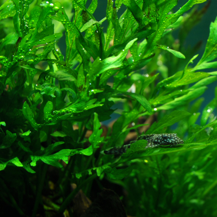 Bolbitis heudelotii Pot