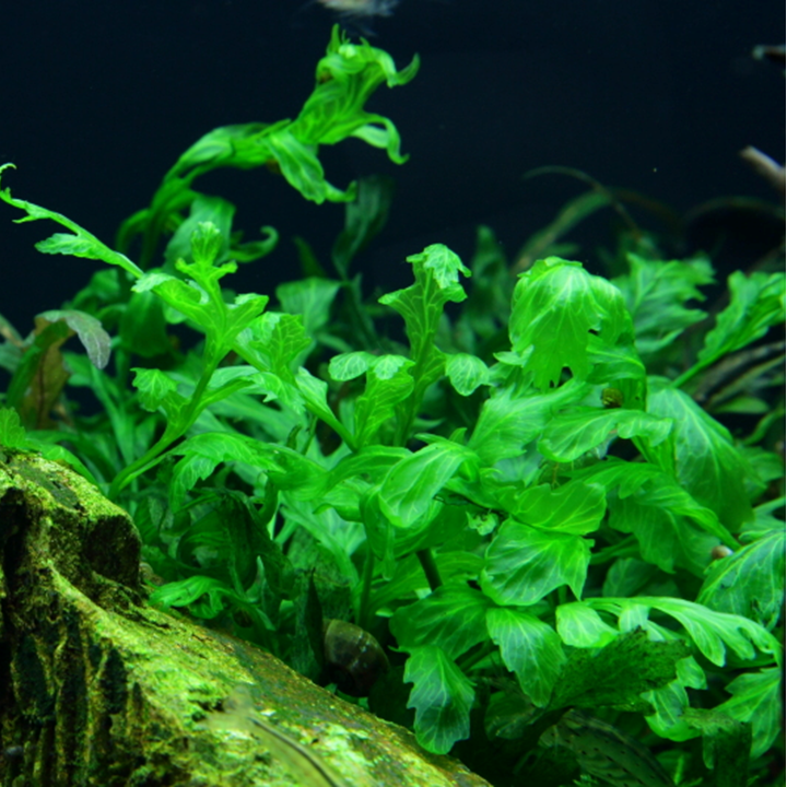Bolbitis heudelotii Pot