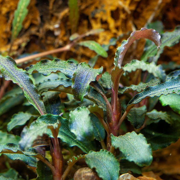 Bucephalandra 'Kedagang' TC