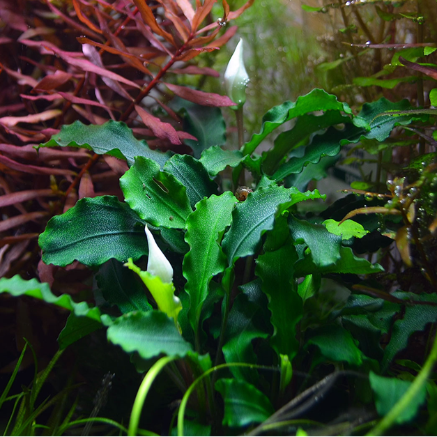 Bucephalandra pygmaea 'Wavy Green'