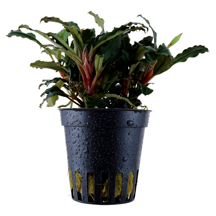 Bucephalandra sp. 'Red' Pot