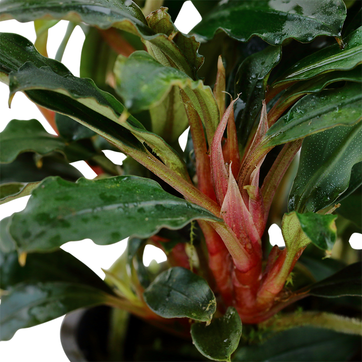 Bucephalandra sp. 'Red' Pot