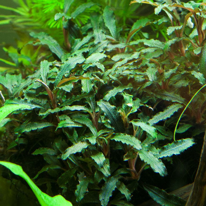 Bucephalandra sp. 'Red' Pot