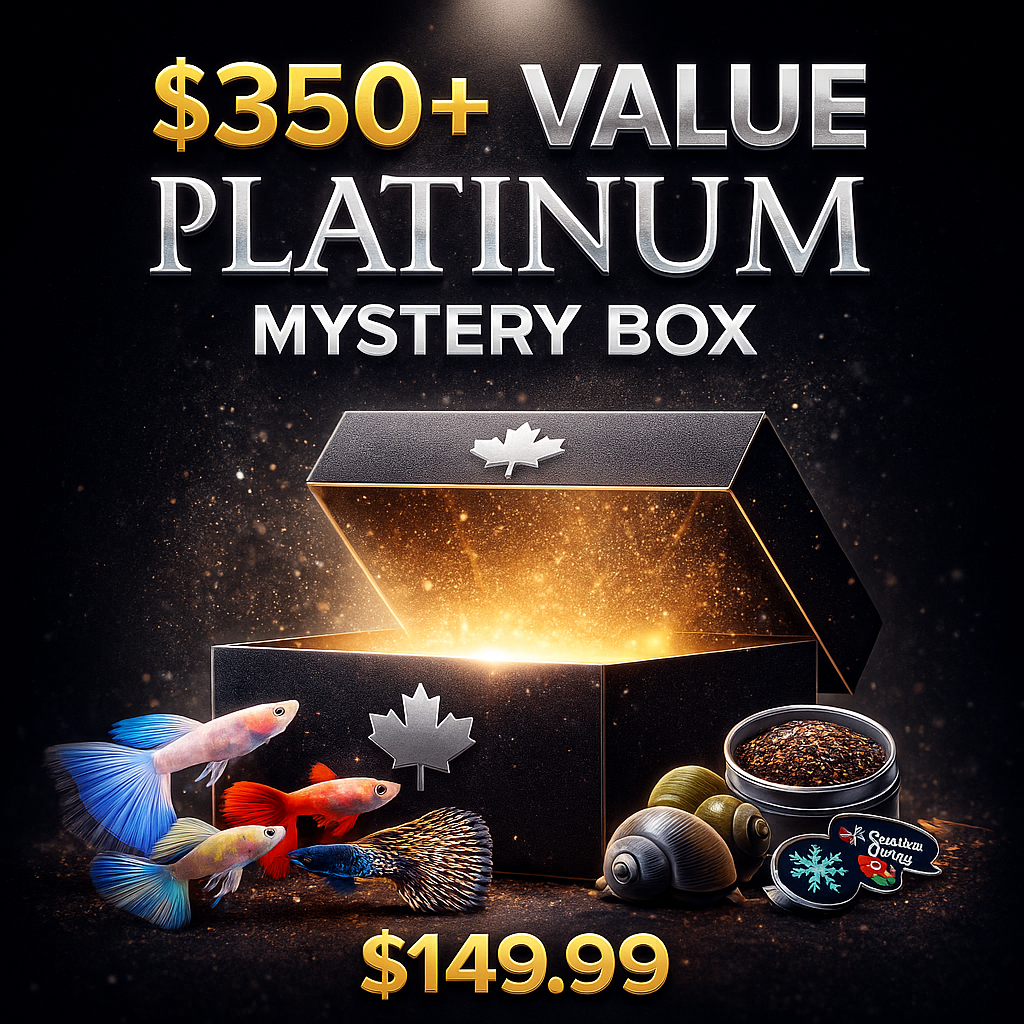 Platinum Mystery Box $350 value