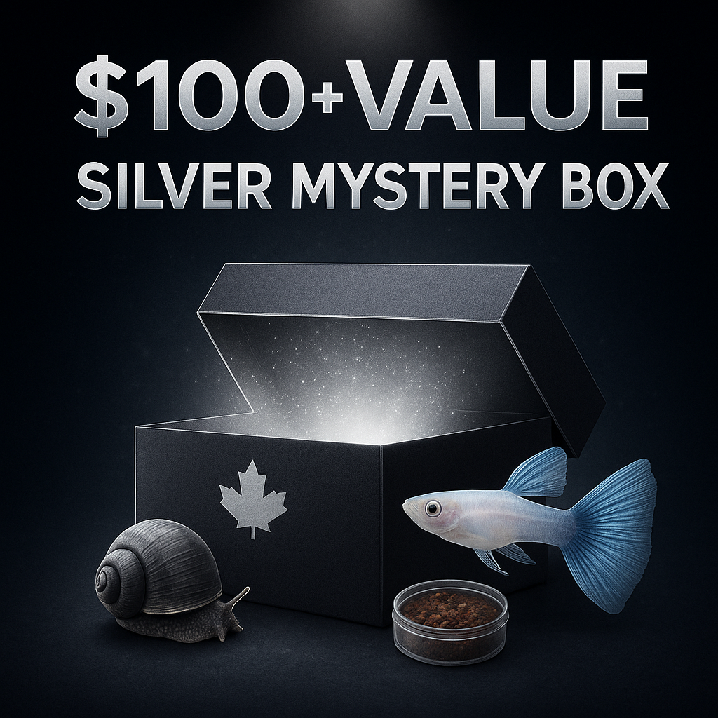 Silver Mystery Box $100 Value