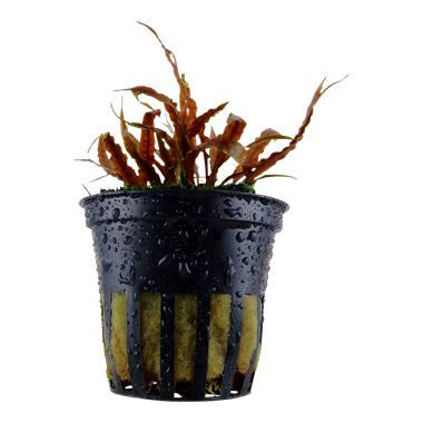 Cryptocoryne albida 'Brown' Pot