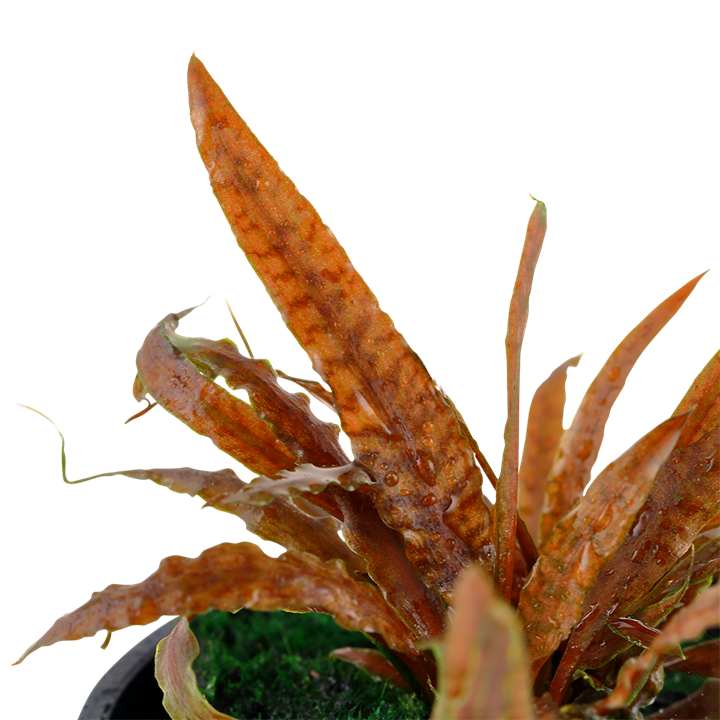 Cryptocoryne albida 'Brown' Pot