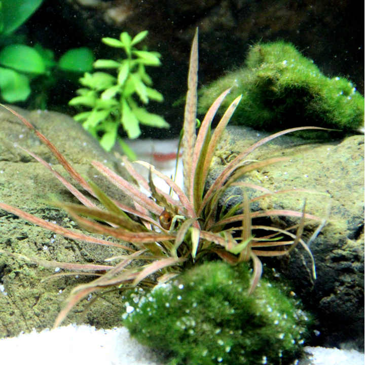 Cryptocoryne albida 'Brown' Pot