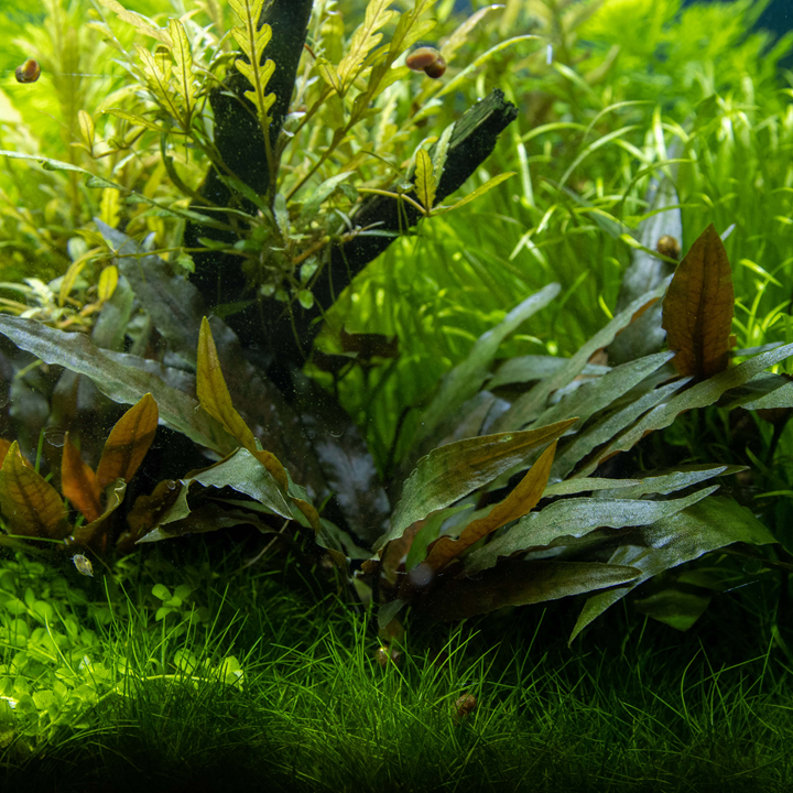 Cryptocoryne beckettii 'Petchii' Pot