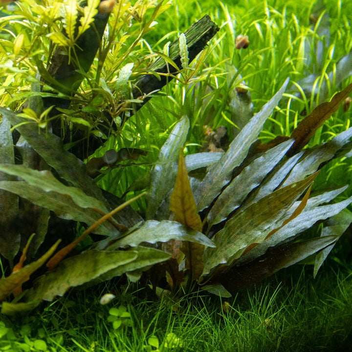 Cryptocoryne beckettii 'Petchii' Pot
