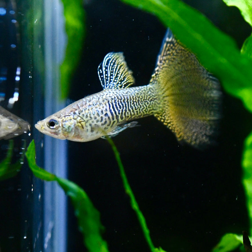 Imperial Gold Lace