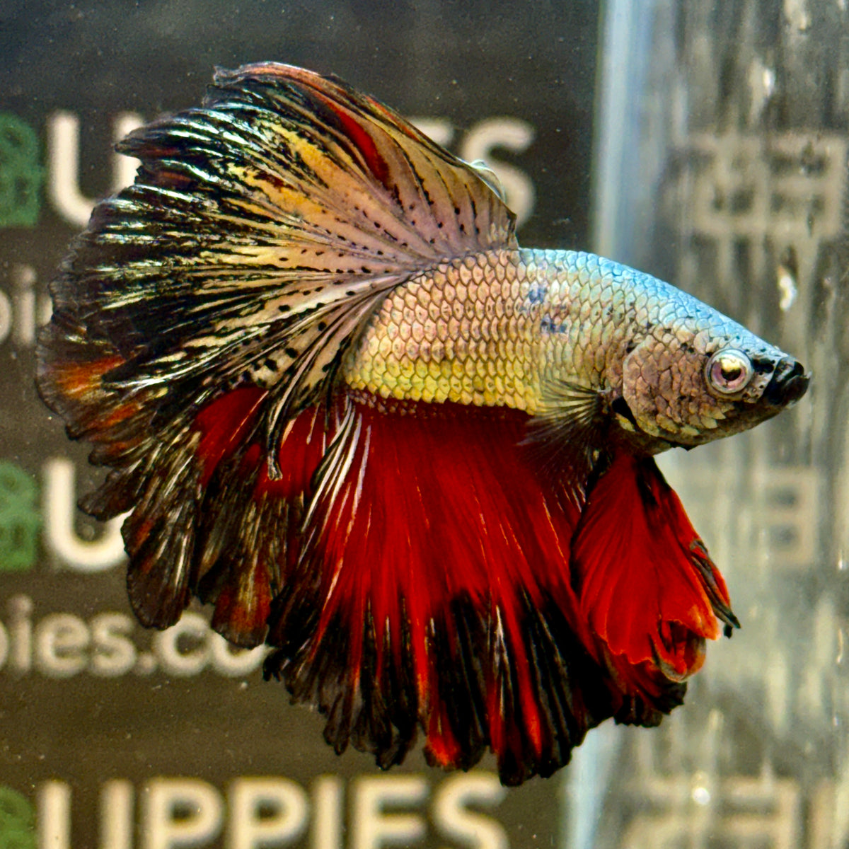Copper Dragon Halfmoon #B1