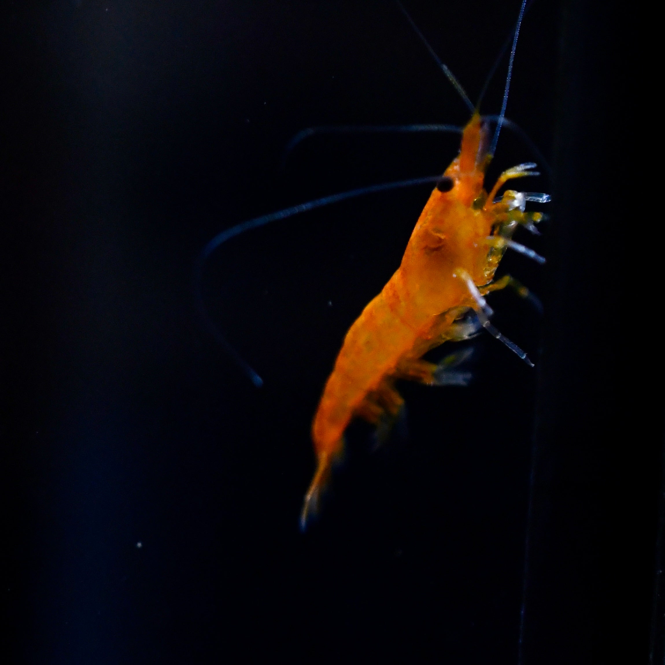 Orange Shrimp - Canada Guppies