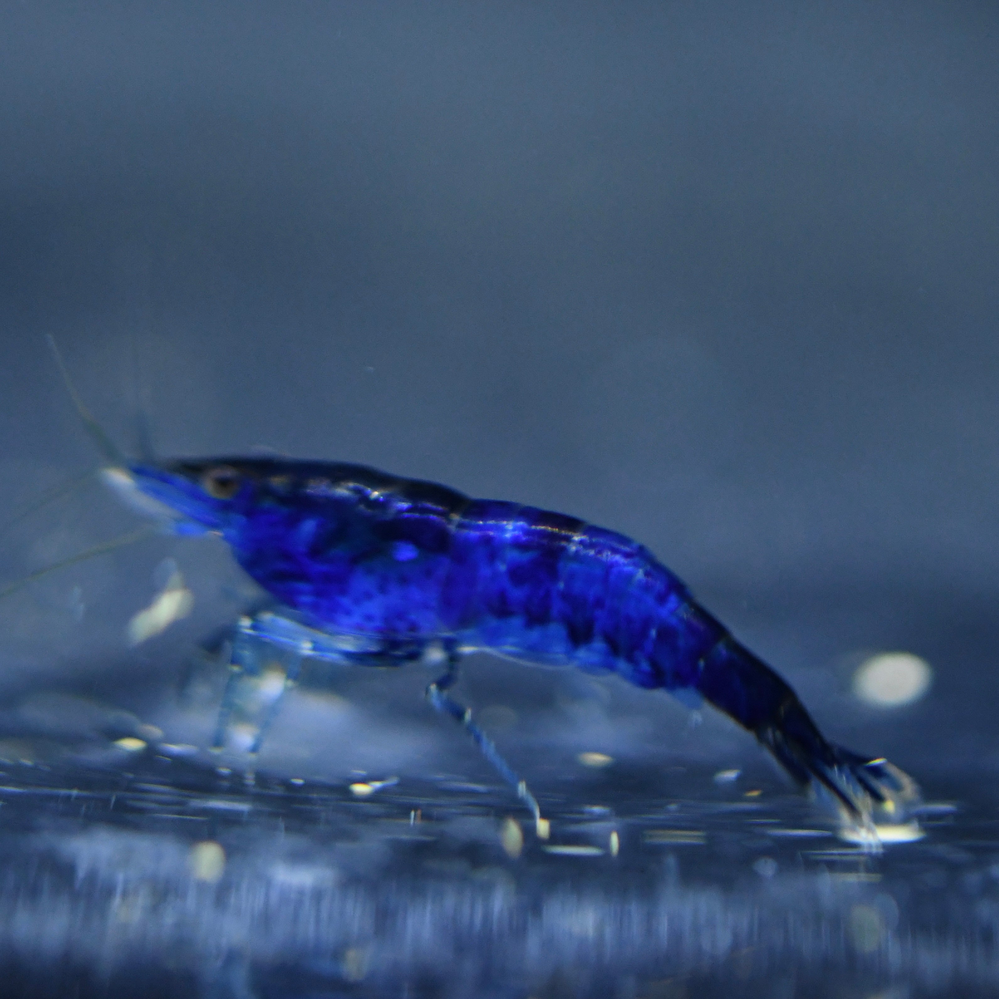 Blue Dream Shrimp - Canada Guppies