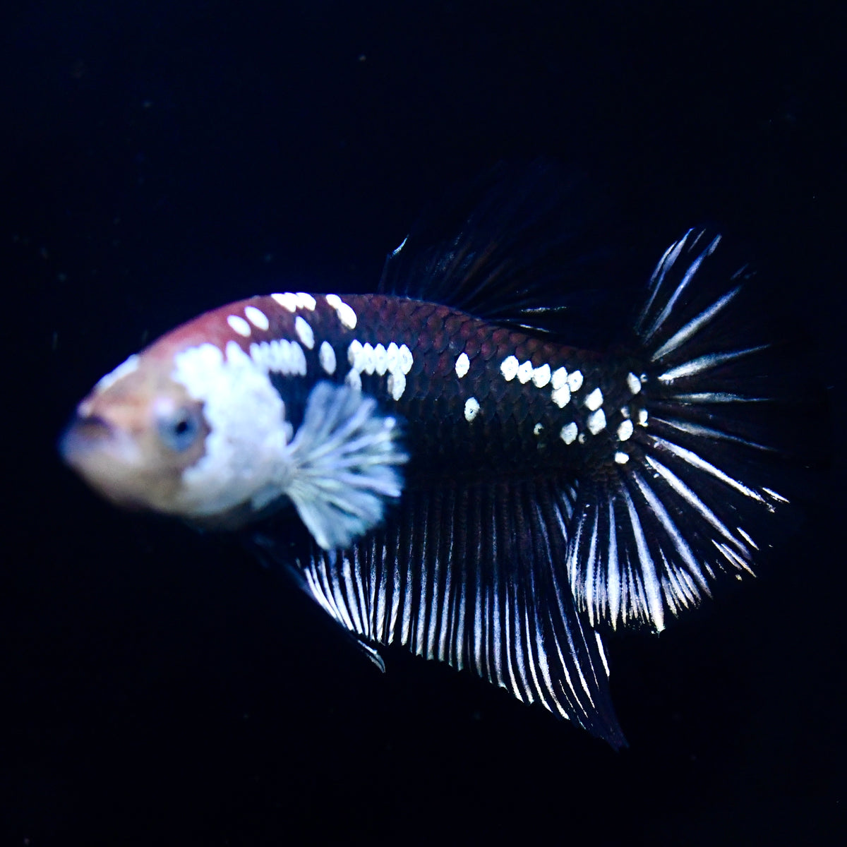 Red Samurai Betta #13 – Rare Premium Betta Canada