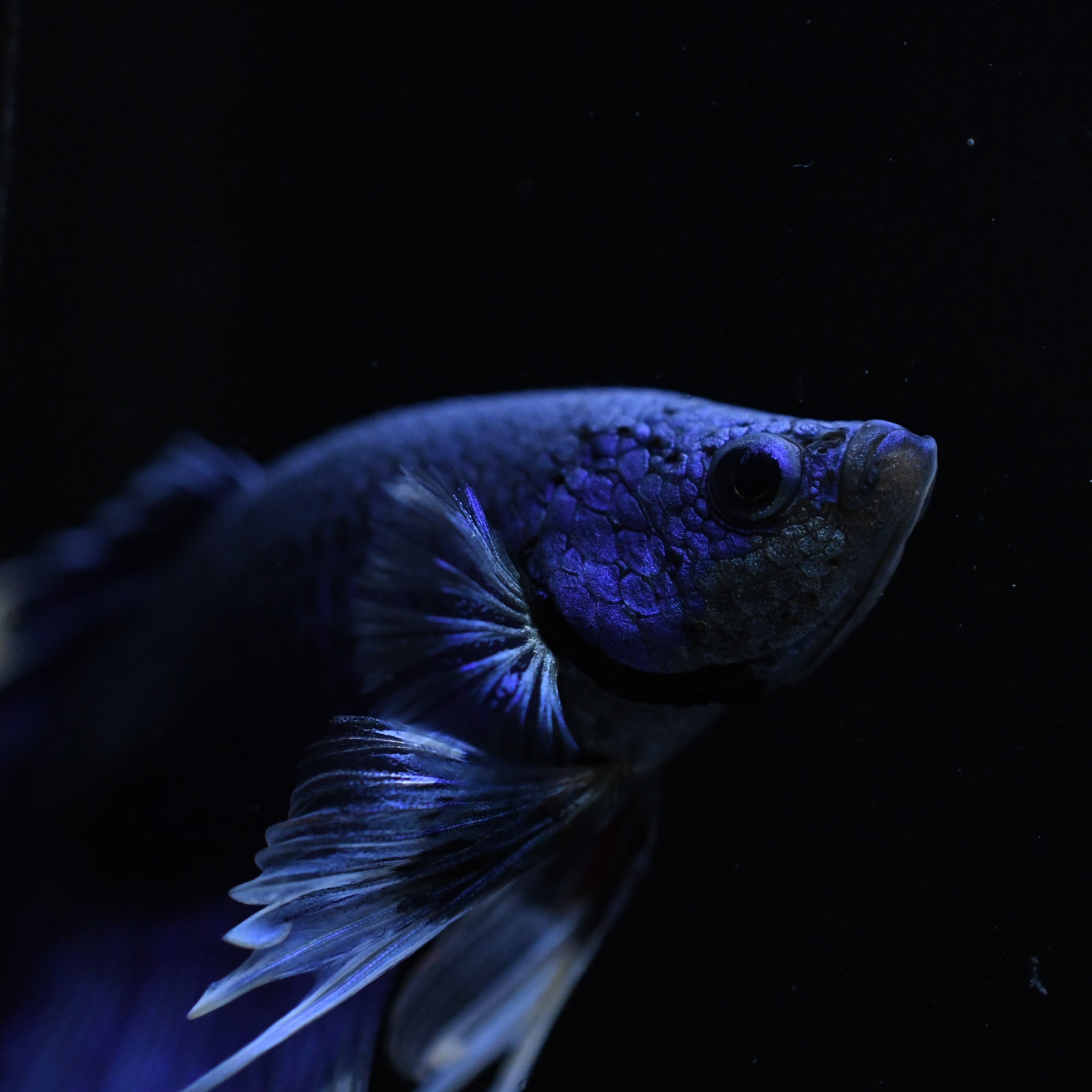 Royal Blue Butterfly Halfmoon Betta #19