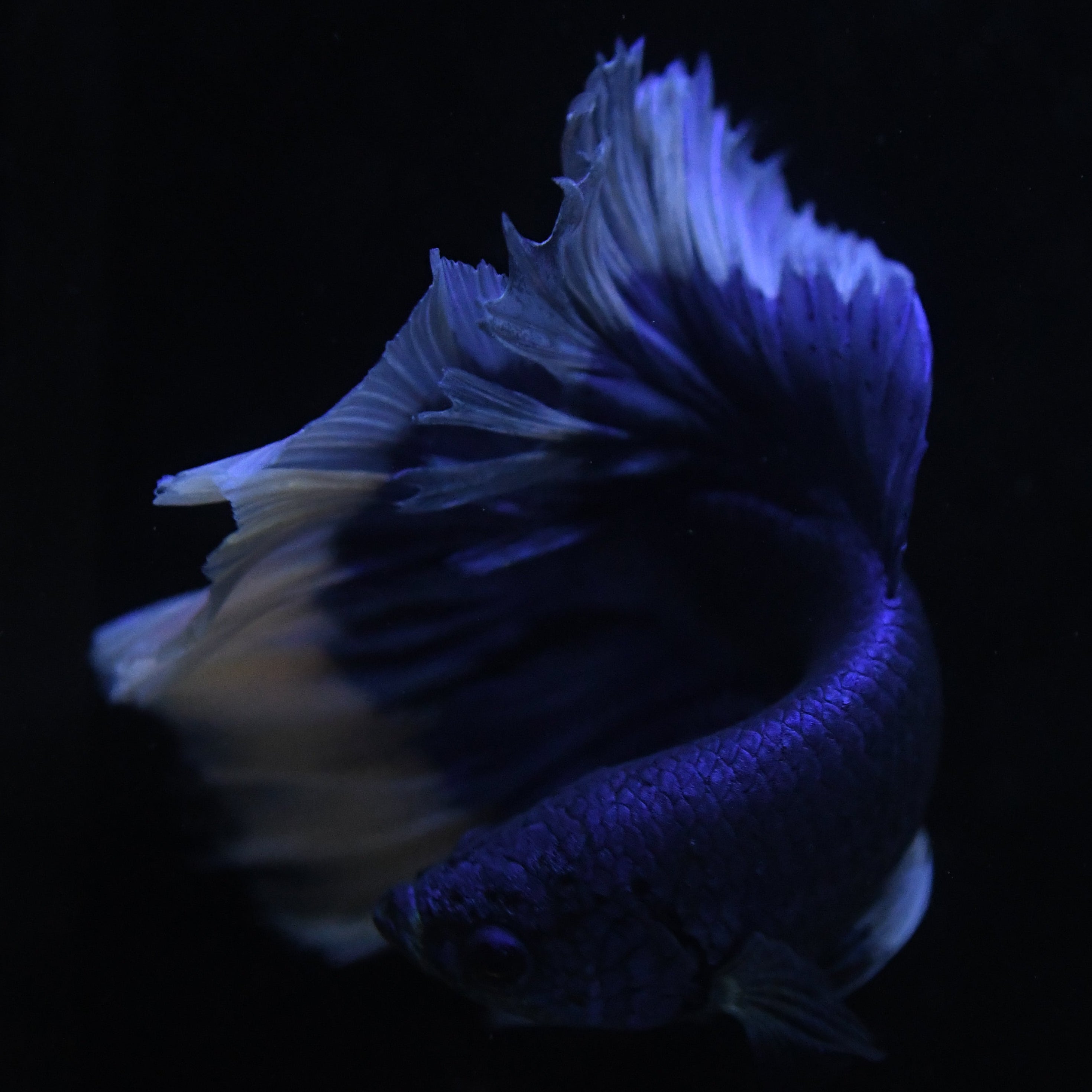 Royal Blue Butterfly Halfmoon Betta #19