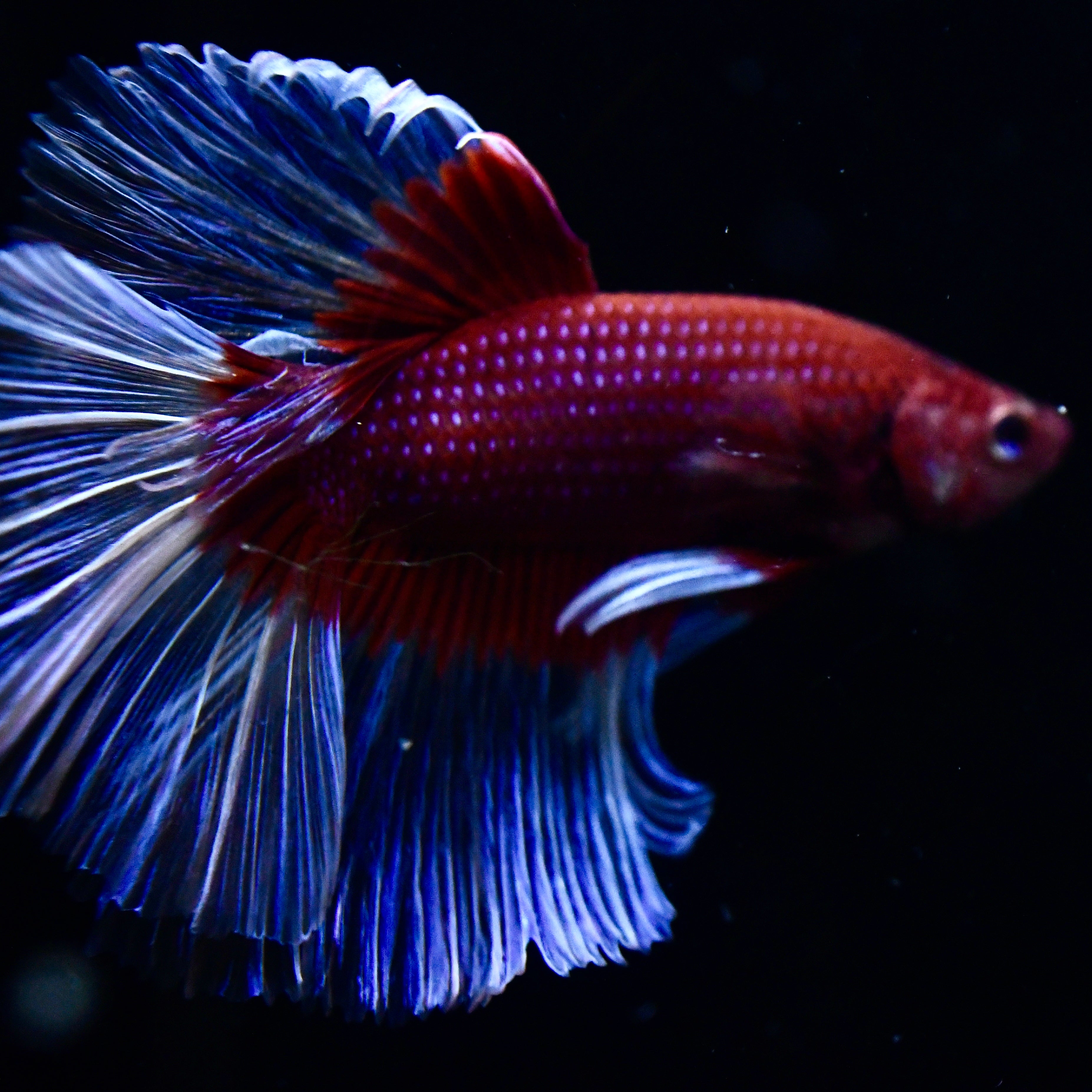 Red Salamander Halfmoon Betta #4