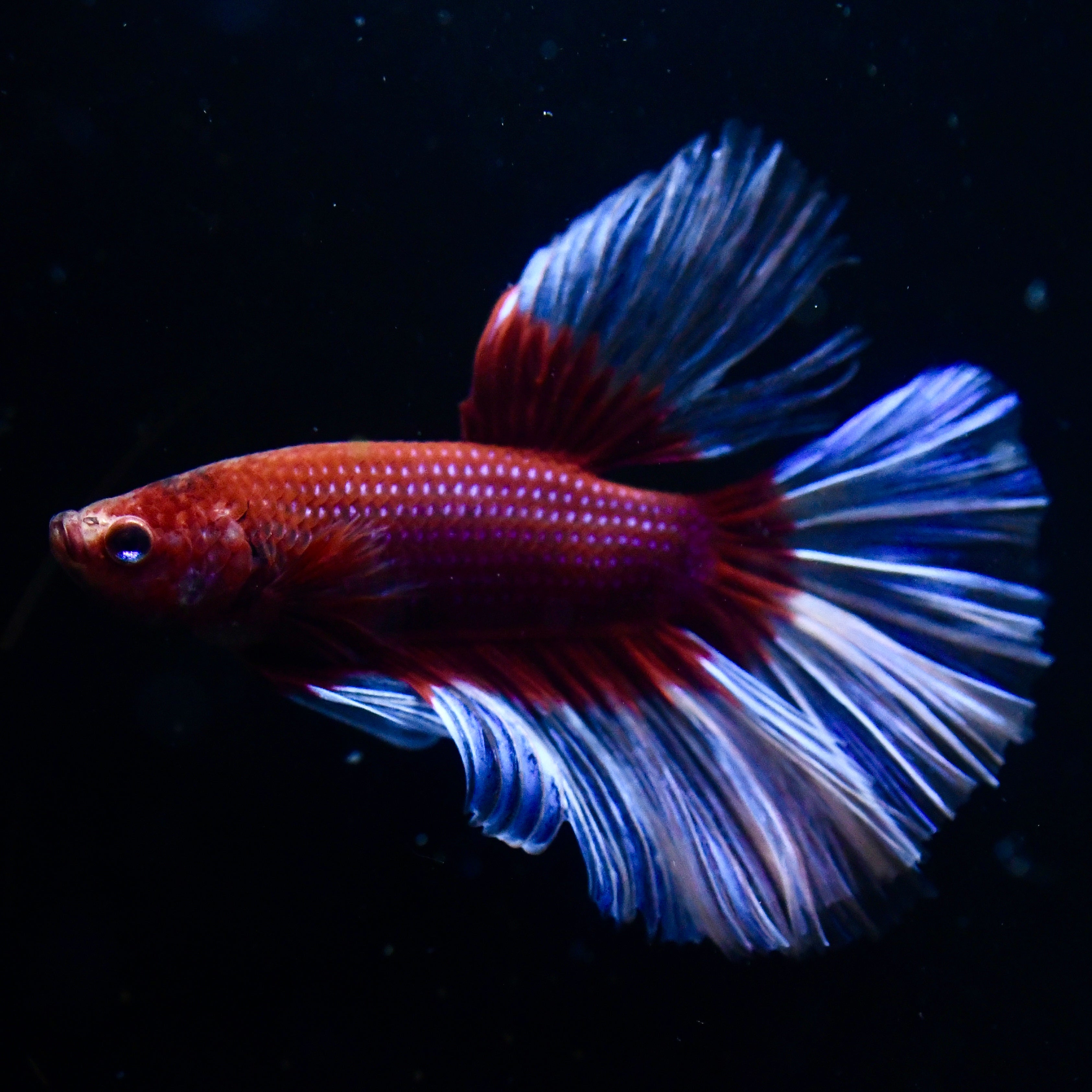 Red Salamander Halfmoon Betta #4