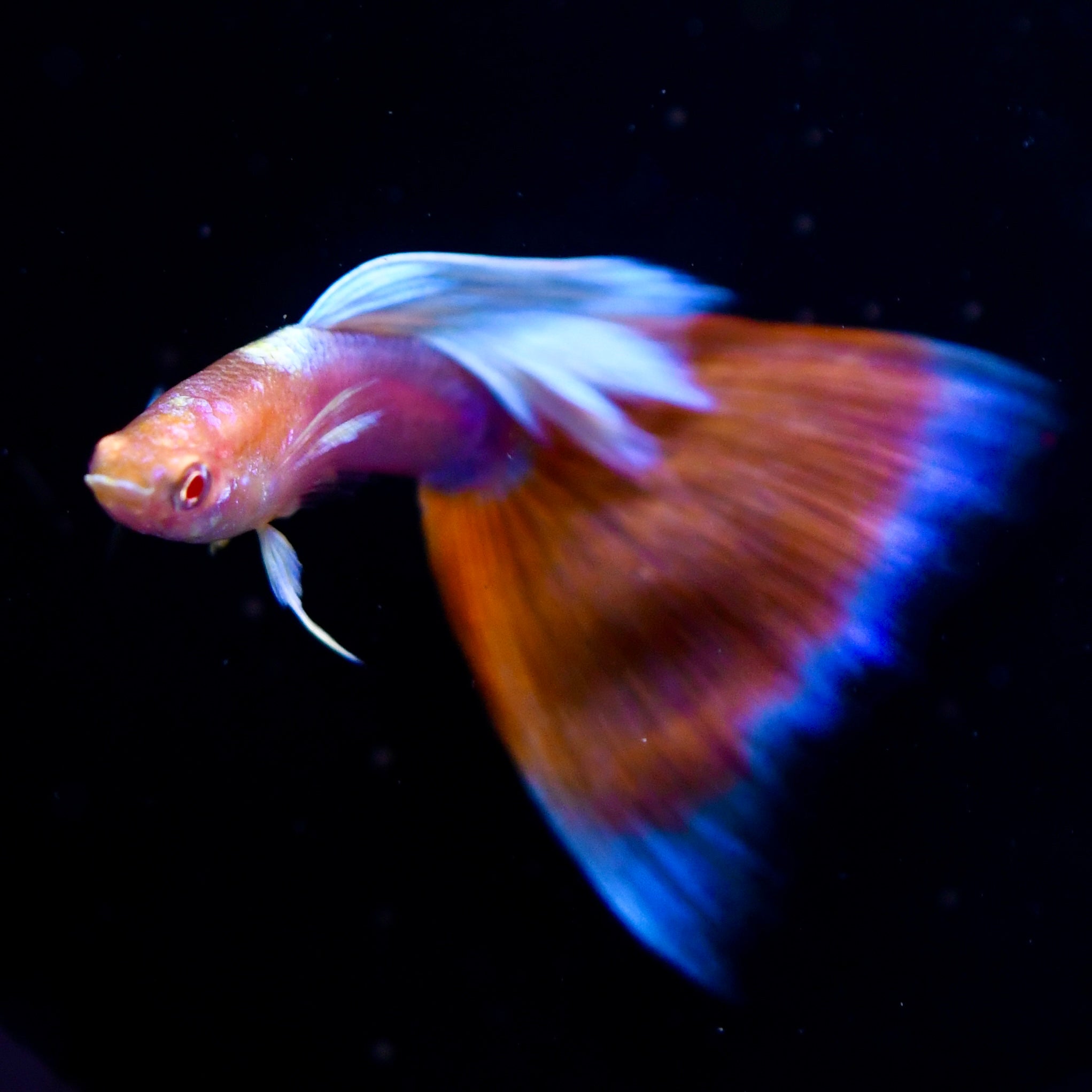 Albino Deep Red Tail